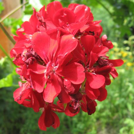 Pelargonia